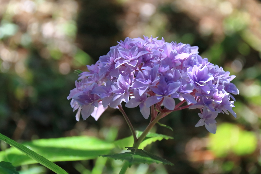 ちょっと変わったあじさい
