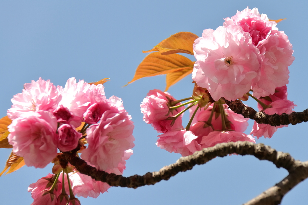 奈良の都に非ず１