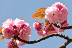 奈良の都に非ず１