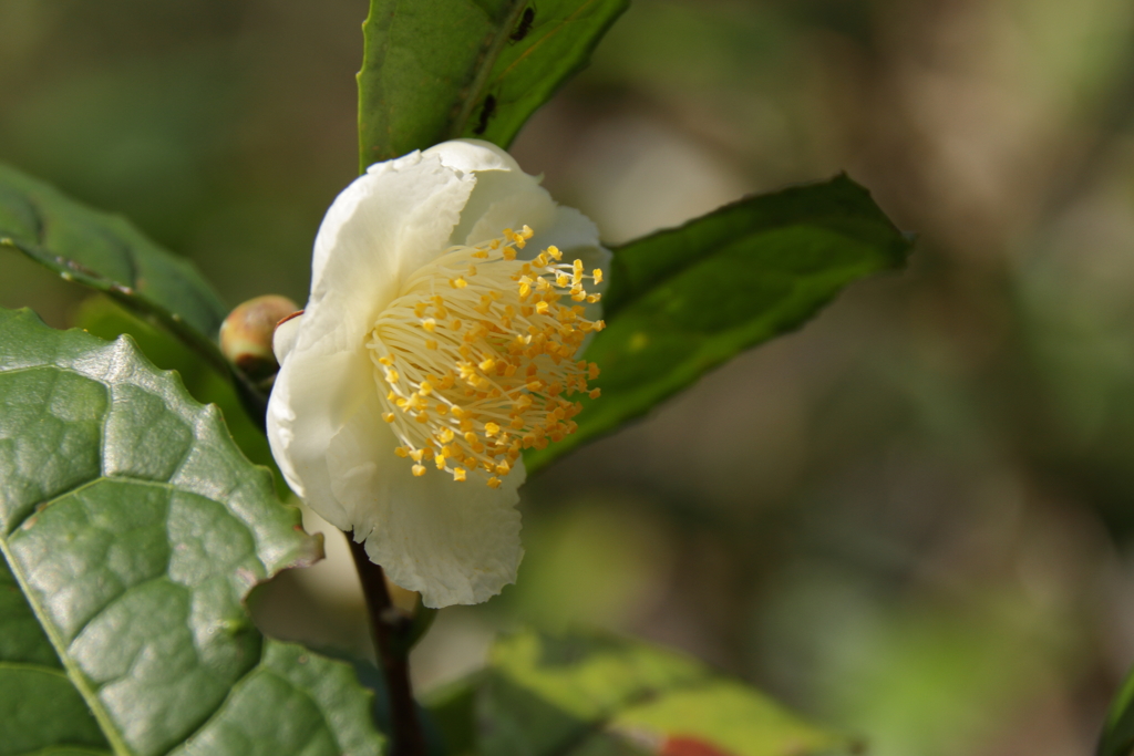 お茶の花咲く２