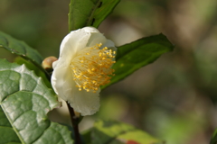 お茶の花咲く２