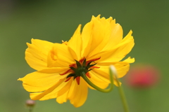 キバナコスモスが３