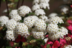 花散歩コデマリ1