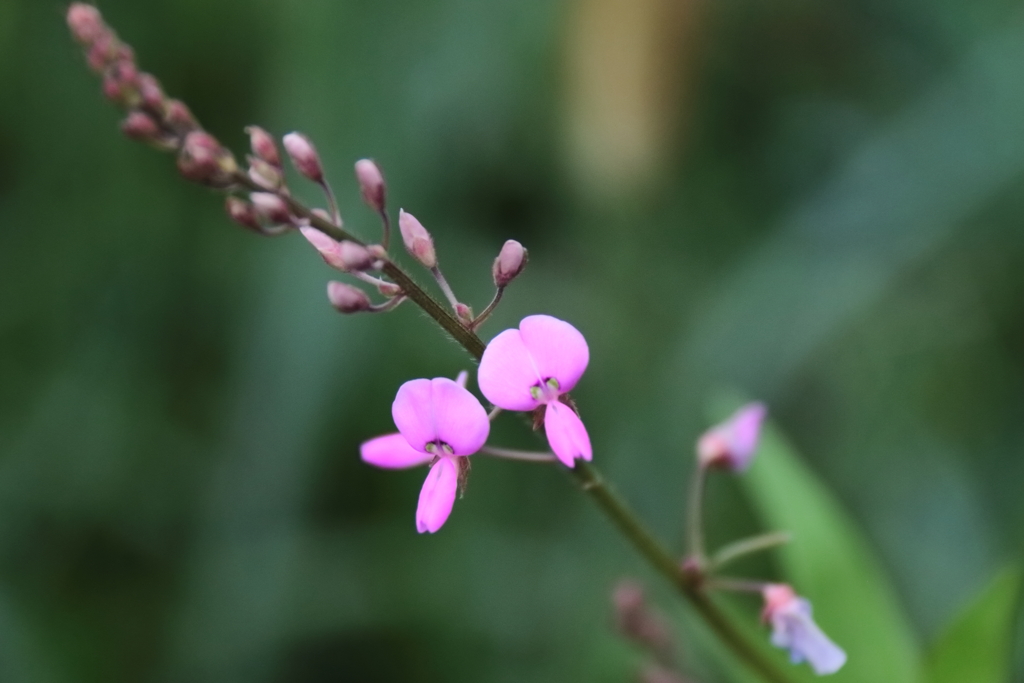 ヌスビトハギ３