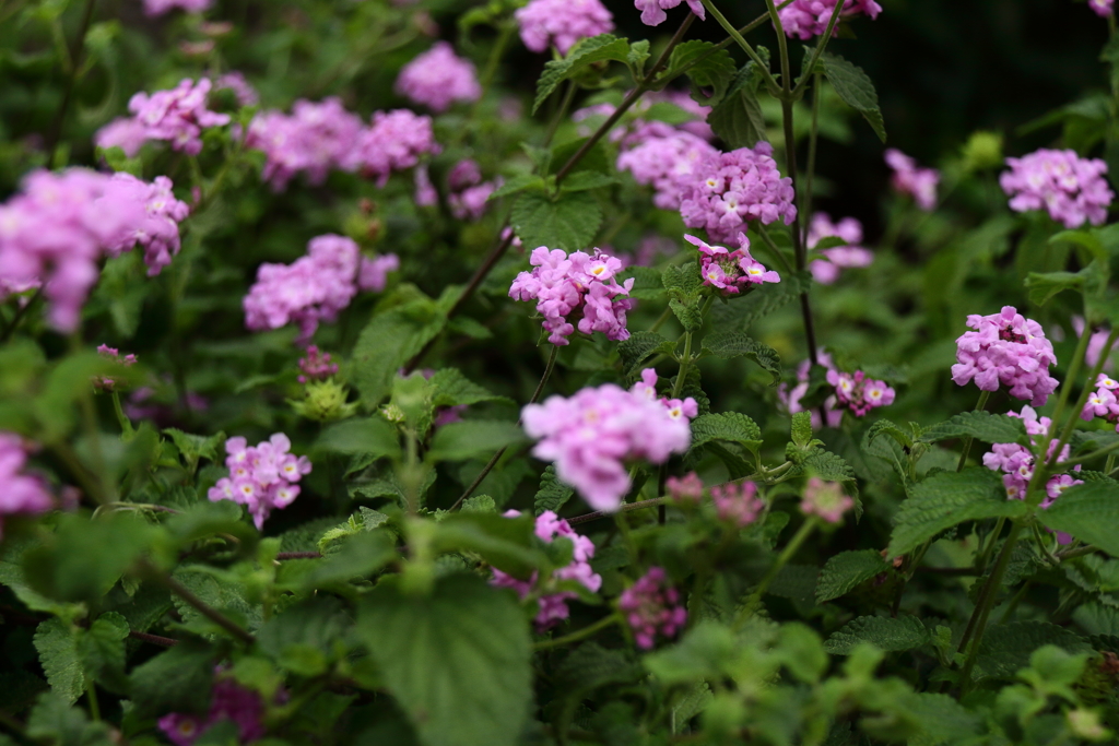 コバノランタナ香る１