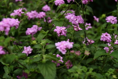 コバノランタナ香る１