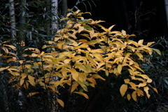 晩秋に染まる4