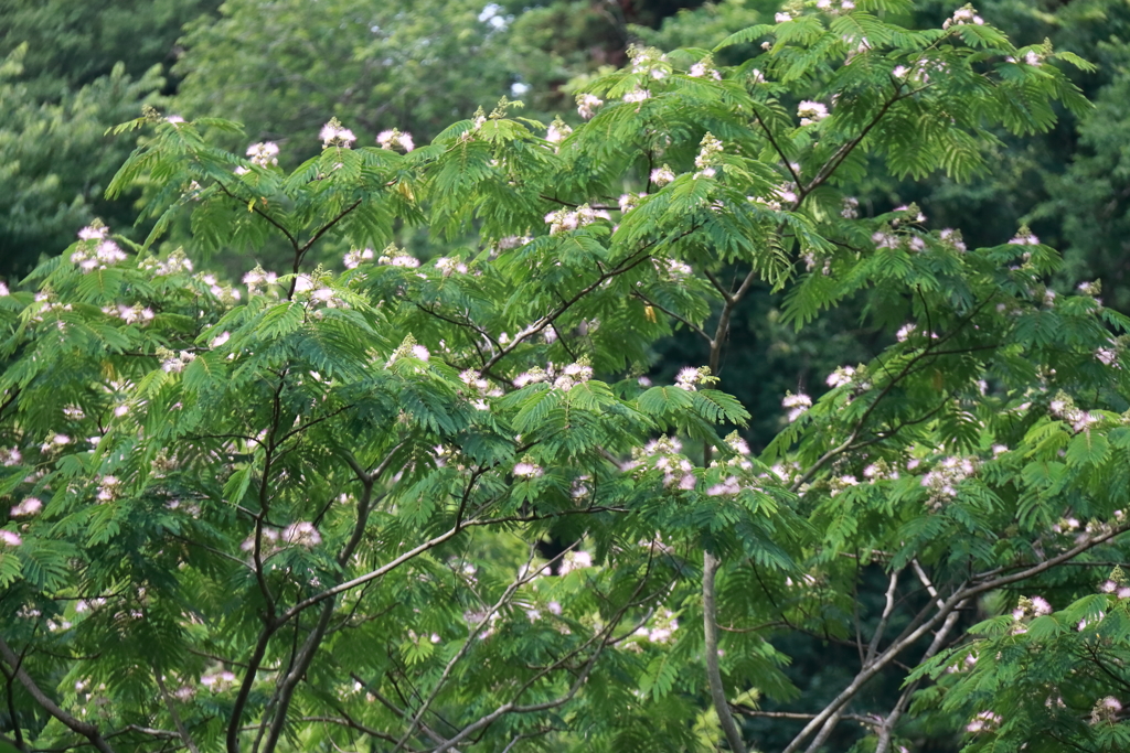 合歓木１