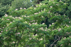 合歓木１