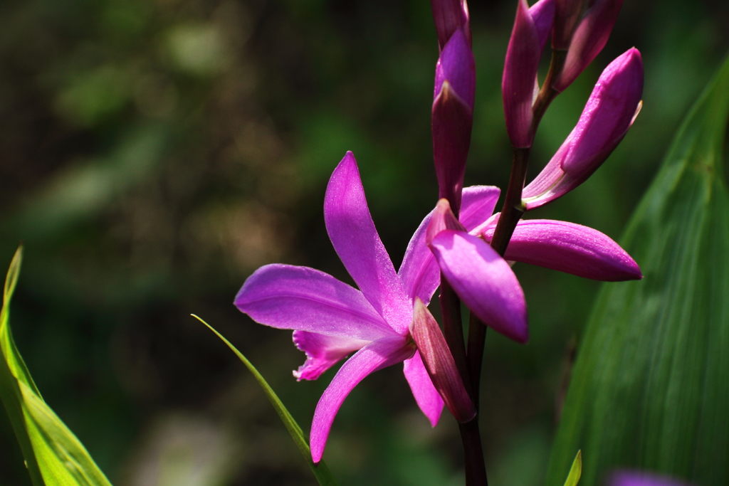 紫蘭（赤花）１