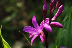 紫蘭（赤花）１