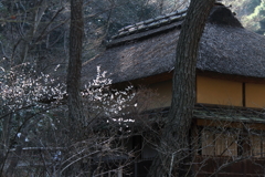 三渓園散策　白梅咲く