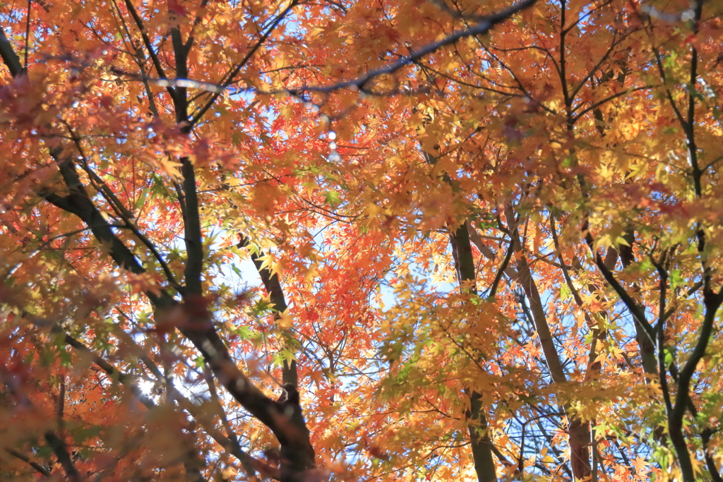 秋色パレード１