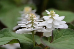 花散歩八重咲きドクダミ２