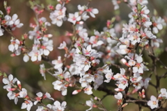 花散歩ユスラウメ２