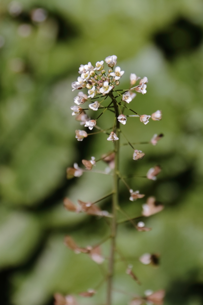 ナズナ出ました