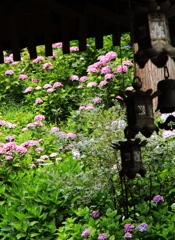 見納めのあじさい５