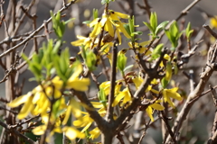 花散歩レンギョウ1