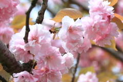 八重桜２