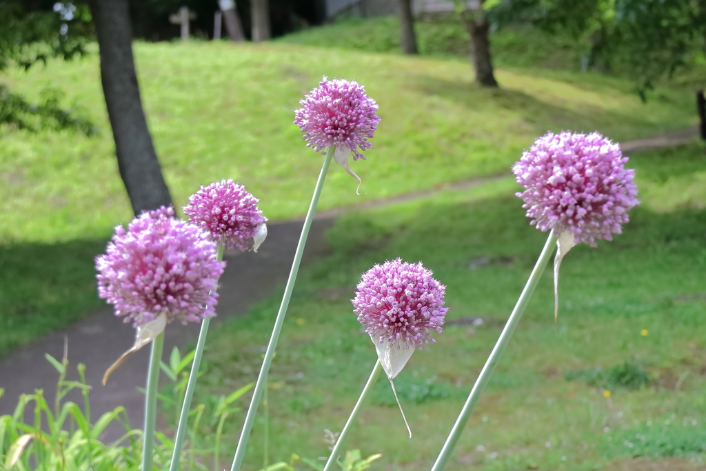 花散歩ギガンチウム１