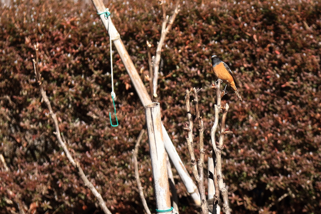 散歩道の野鳥３