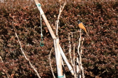散歩道の野鳥３