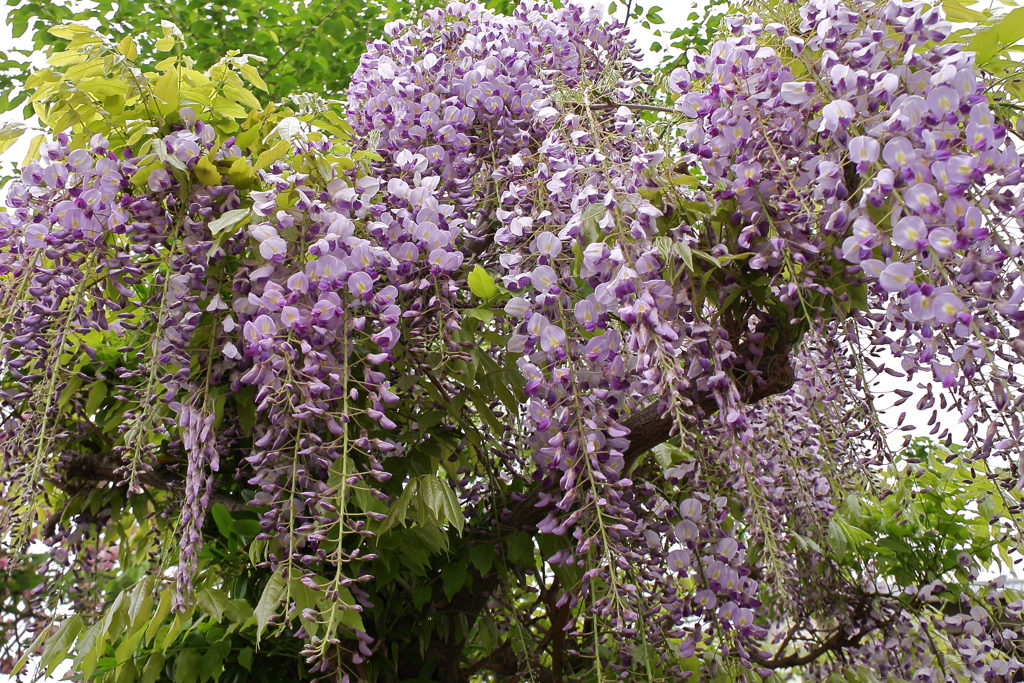 藤の咲く頃３