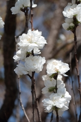 花散歩花桃白１