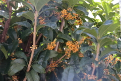 花散歩金木犀２