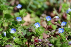 散歩道の野草達１