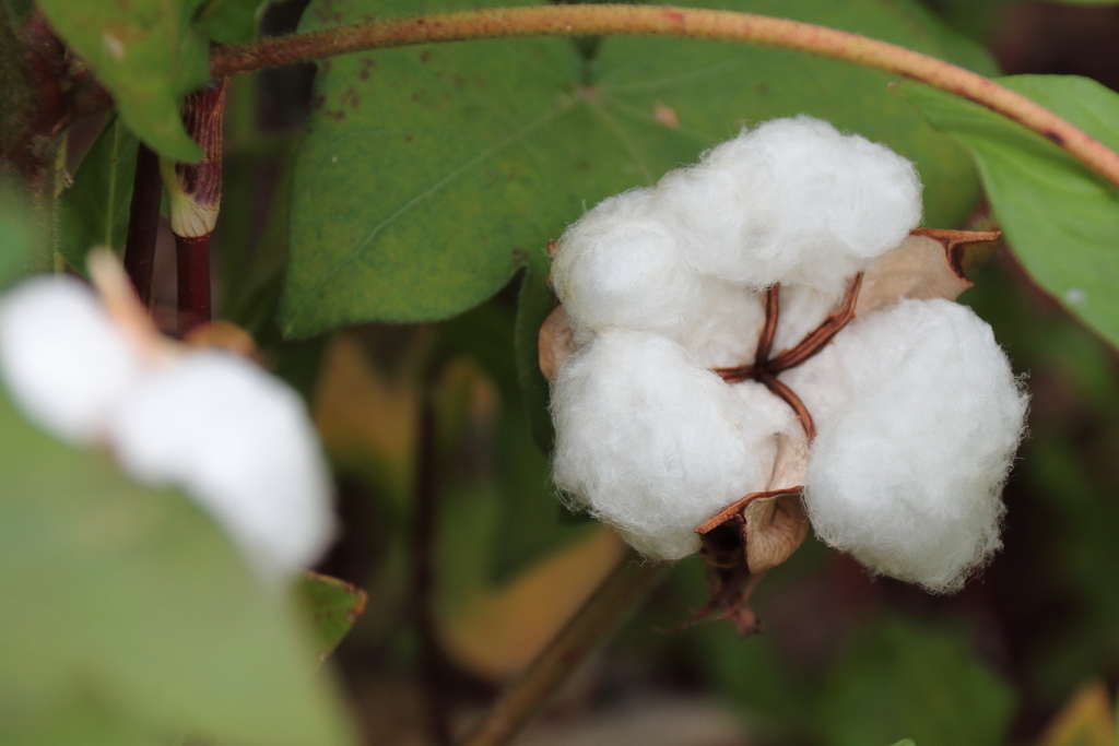 綿花実る