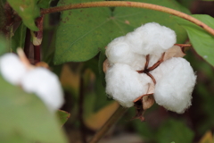 綿花実る