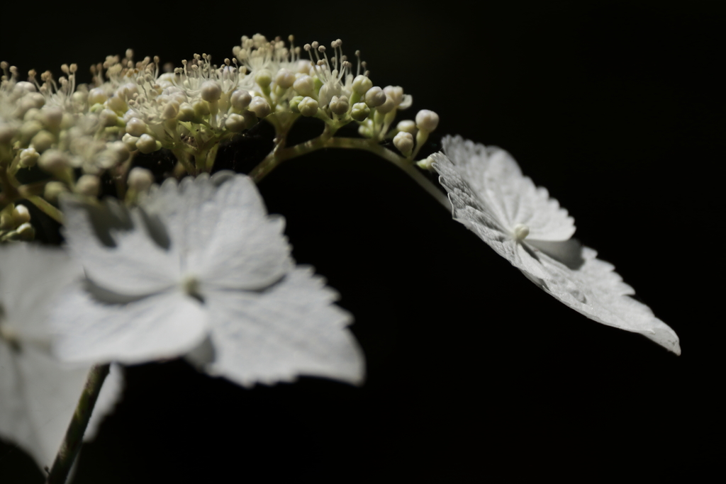 あじさい様々１