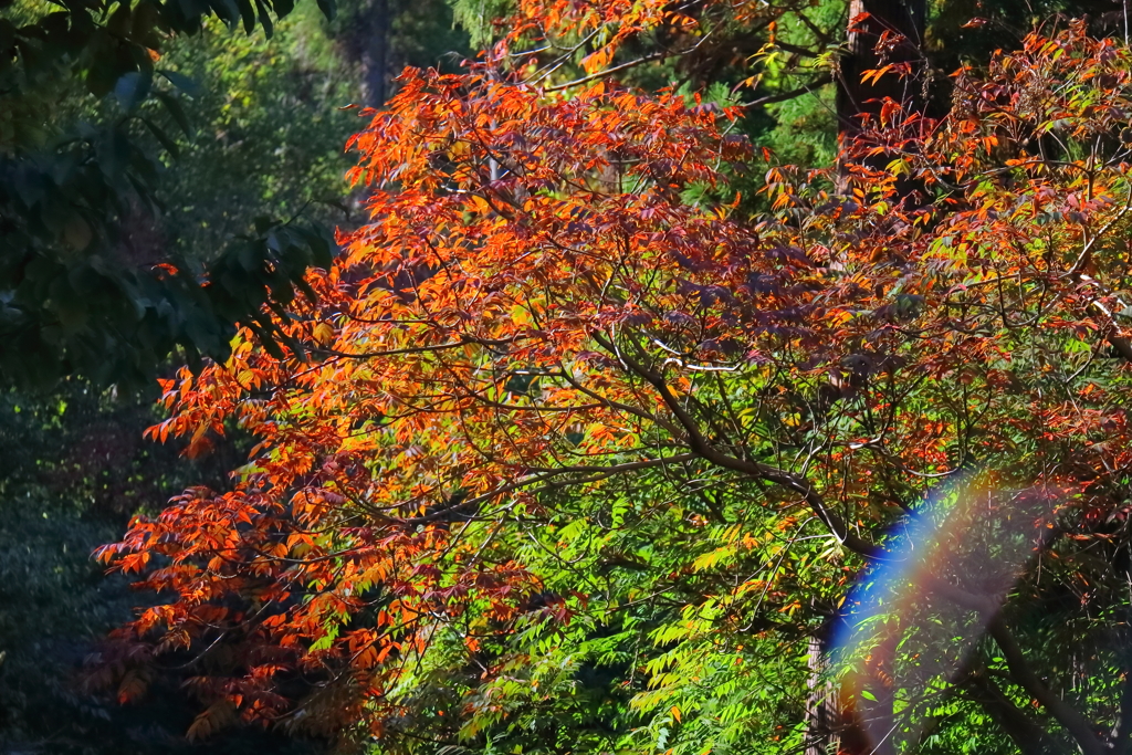 花散歩グラデーション２