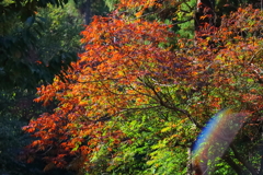 花散歩グラデーション２