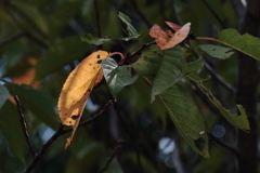 秋のスポットライト