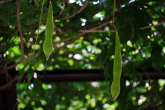 花散歩藤の種