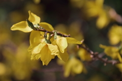 花散歩レンギョウ２