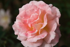 ケニギン　ベアトリクス