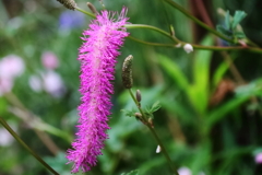 花散歩カライトソウ２