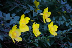 花散歩ビョウヤナギ１
