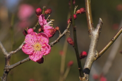 早春紅梅