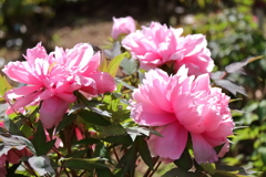 花散歩牡丹６