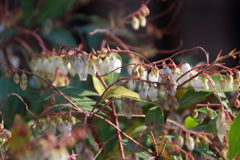 花散歩馬酔木