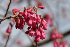 寒緋桜ほころぶ３