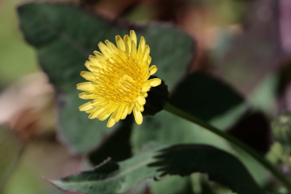里山の野草１ハルノノゲシ