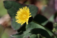里山の野草１ハルノノゲシ