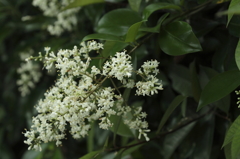 散歩道の花
