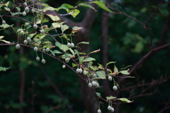 花散歩エゴの実