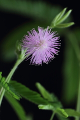 鉢上のたまや～